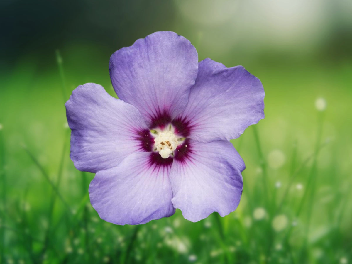 20 Blue Purple Hibiscus Seeds – Perennial Flower Seeds for Planting