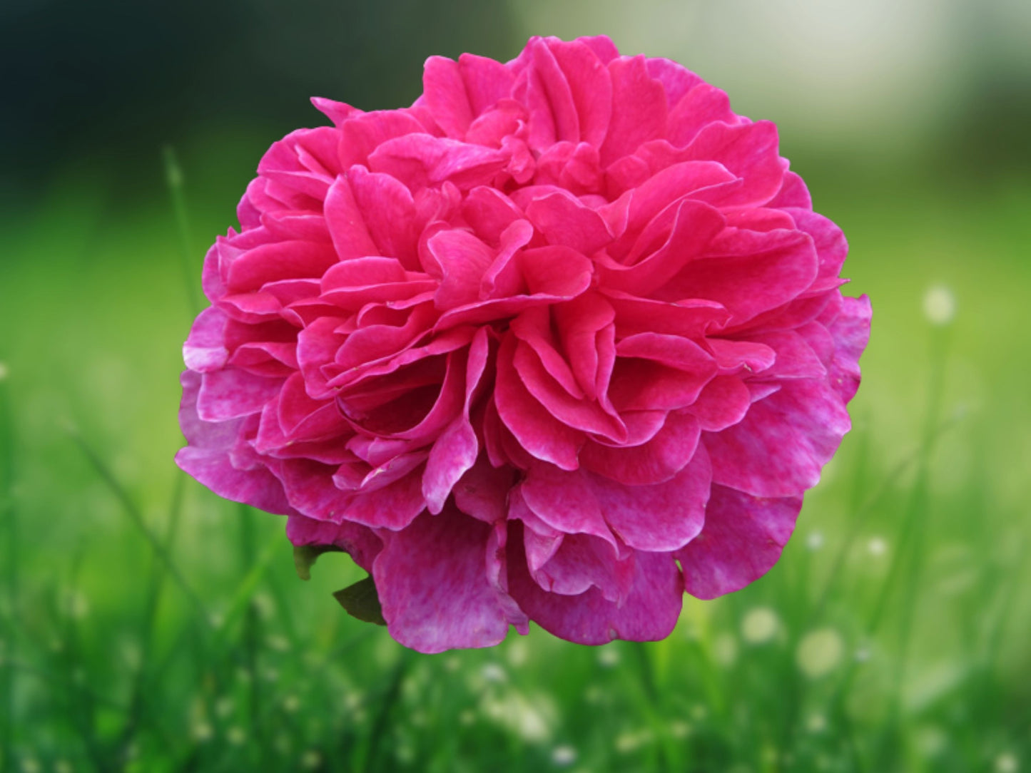 25 Seeds Double Bright Pink Hollyhock Perennial Flower