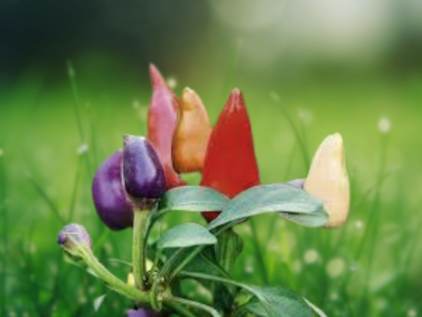 25 Prairie Fire Ornamental Pepper Seeds - Spicy Seed Plant Perennial