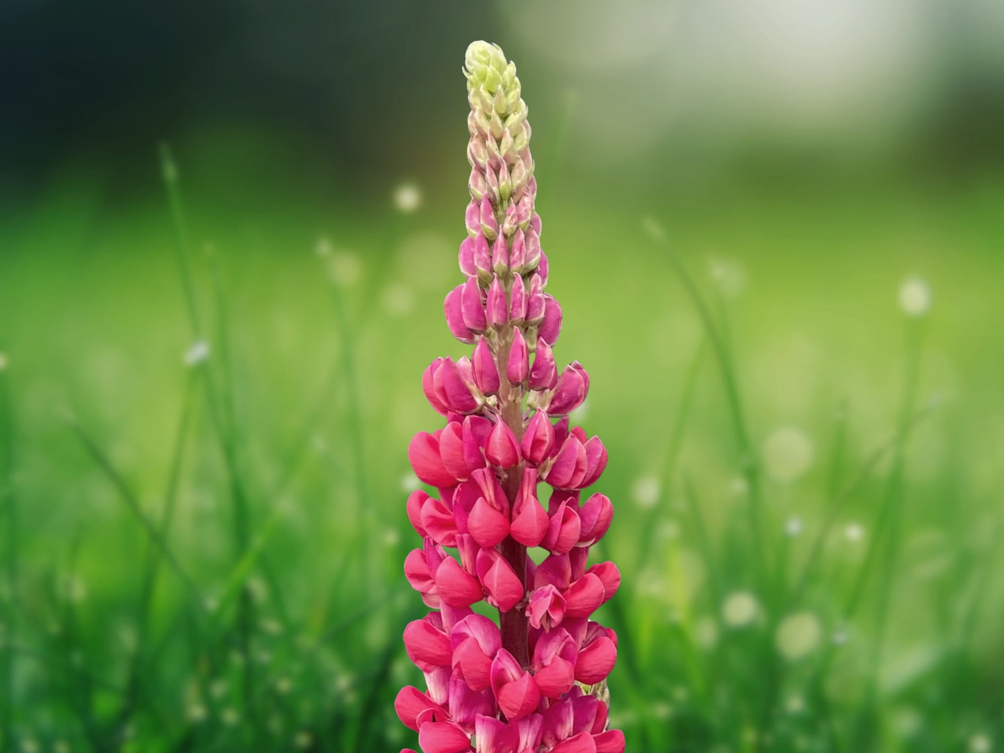 25 Pink, Purple, and Orange Lupine Seeds - Perennial Hardy Flowers
