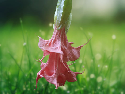 10 Summer Rose Angel Trumpet Seeds - Brugmansia Datura Fragrant Flower