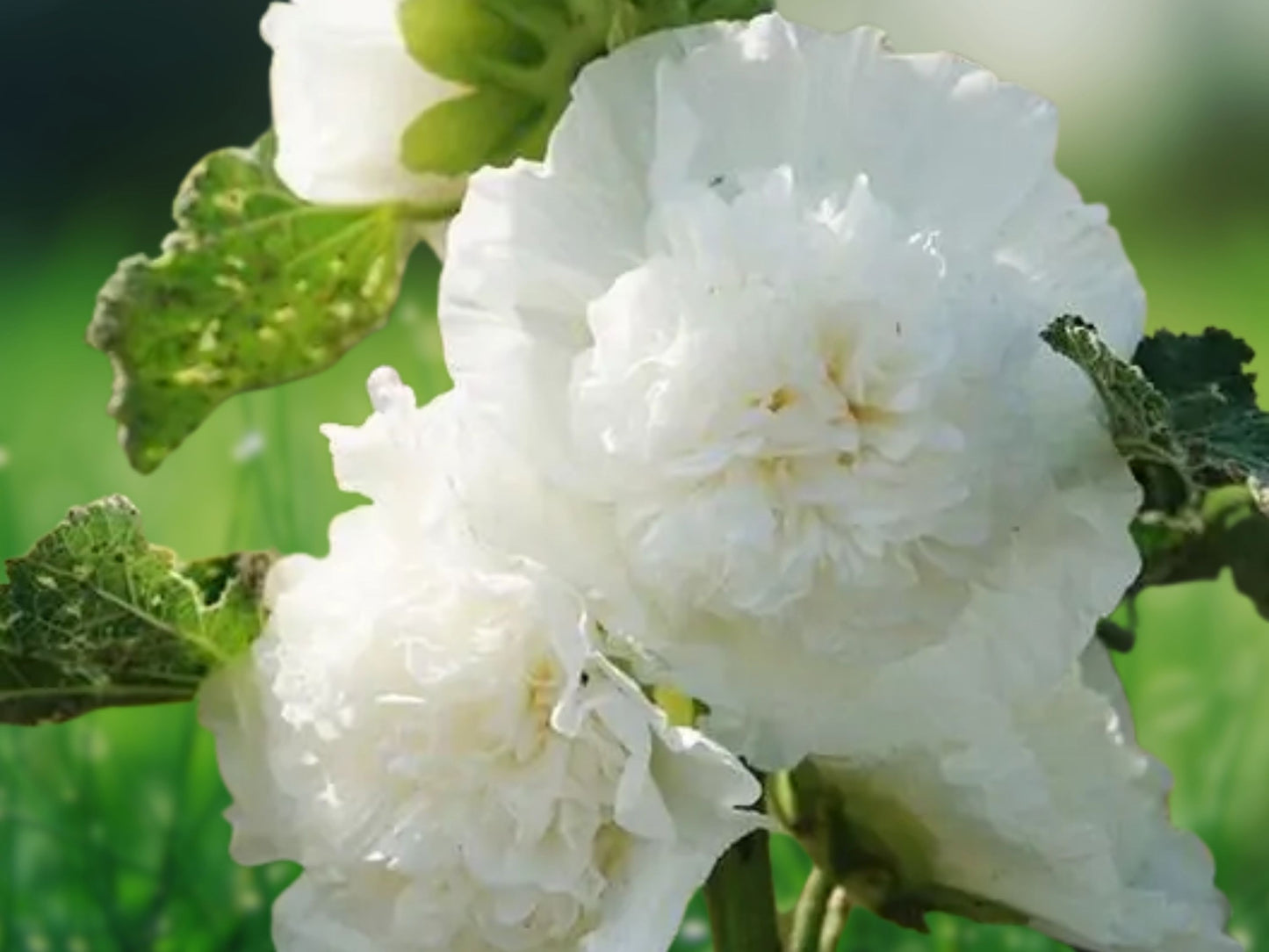 25 Seeds Charles White Hollyhock Perennial Flowers