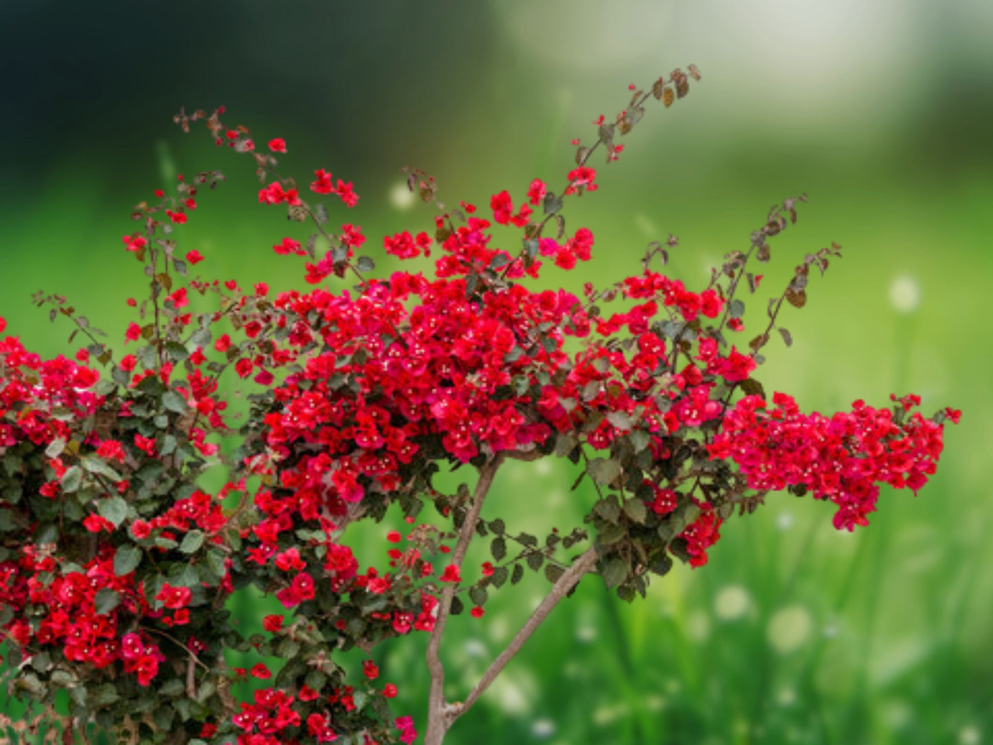 Bougainvillea 'San Diego Red' - 1 Live Starter Plant, Vibrant Bracts, Fast Growing, Drought Tolerant