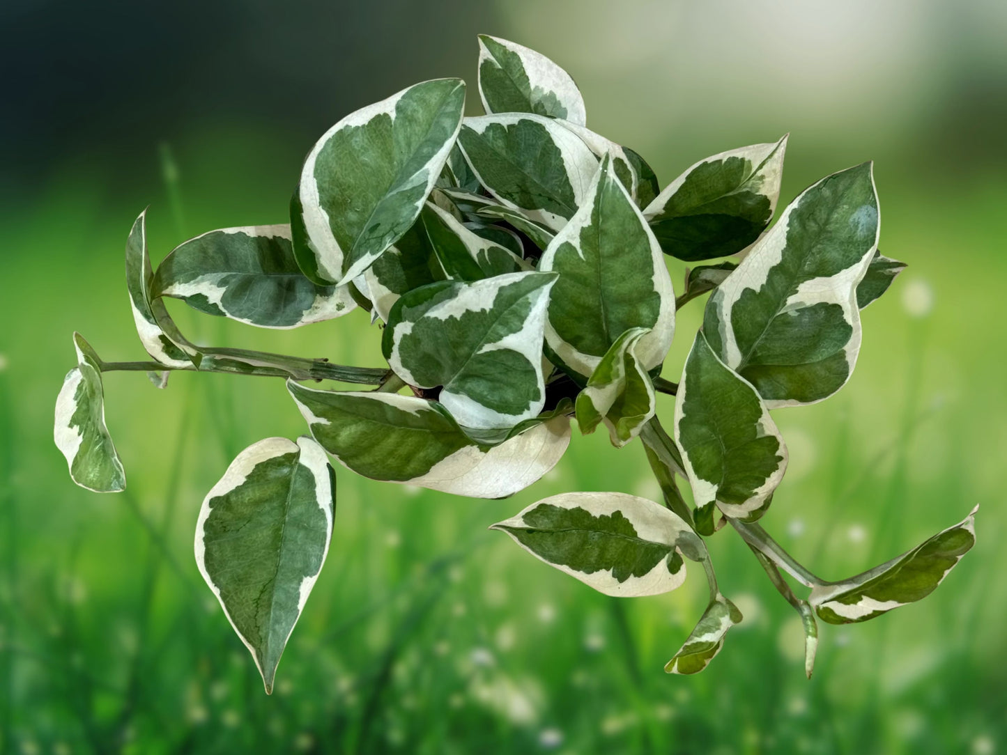 Epipremnum Aureum N-Joy Pothos Rooted Starter Plant in 2" Pot - Variegated Houseplant