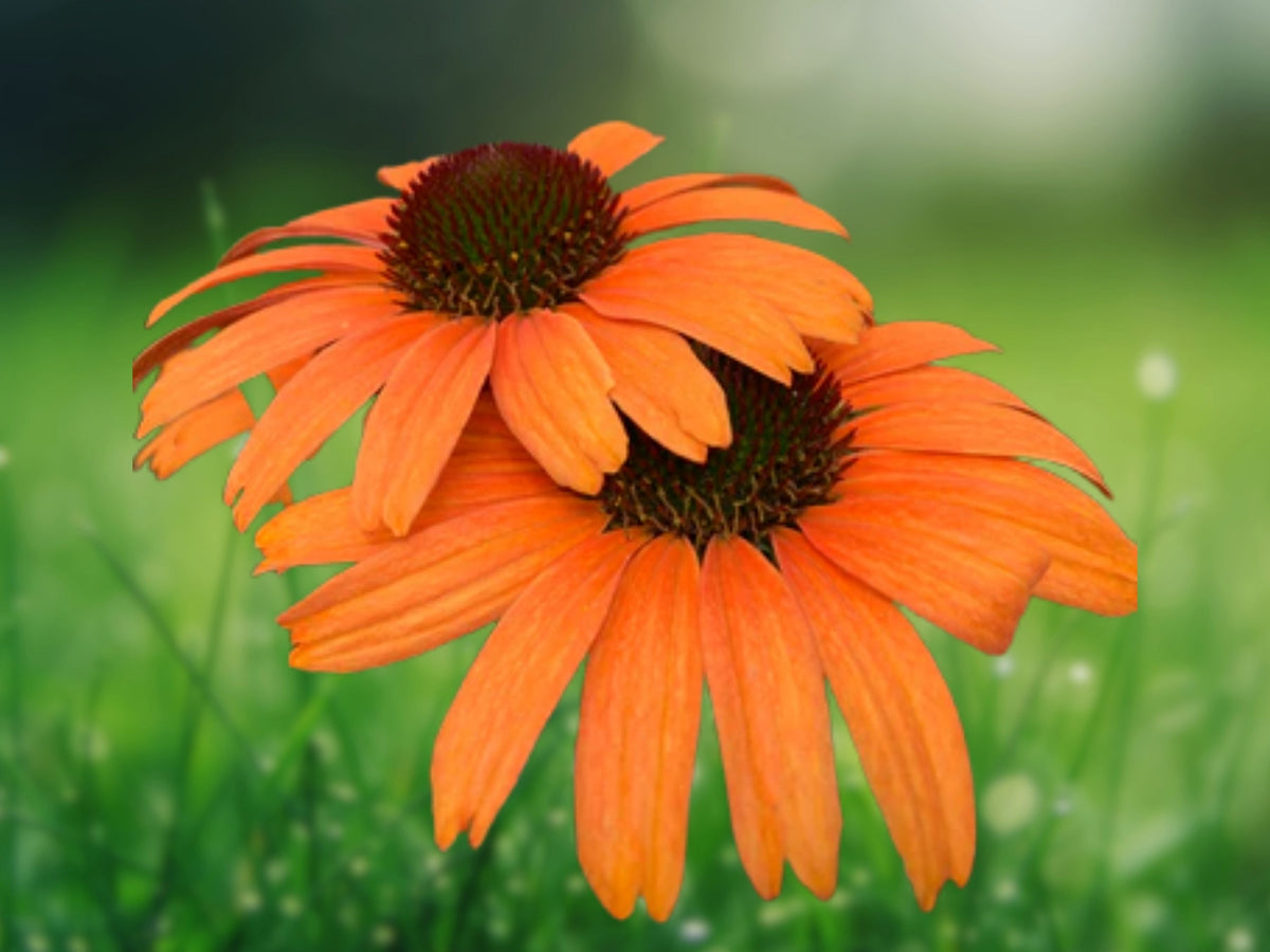 50 Soft Orange Coneflower Seeds - Echinacea Perennial Flower Seeds for Planting