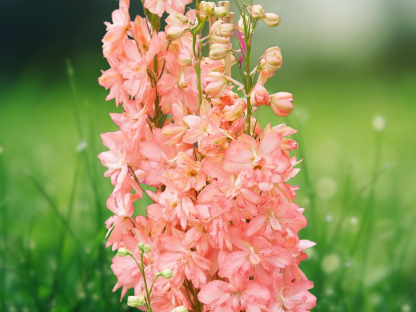 50 Salmon King Delphinium Seeds Perennial Garden Flower Seed Flowers
