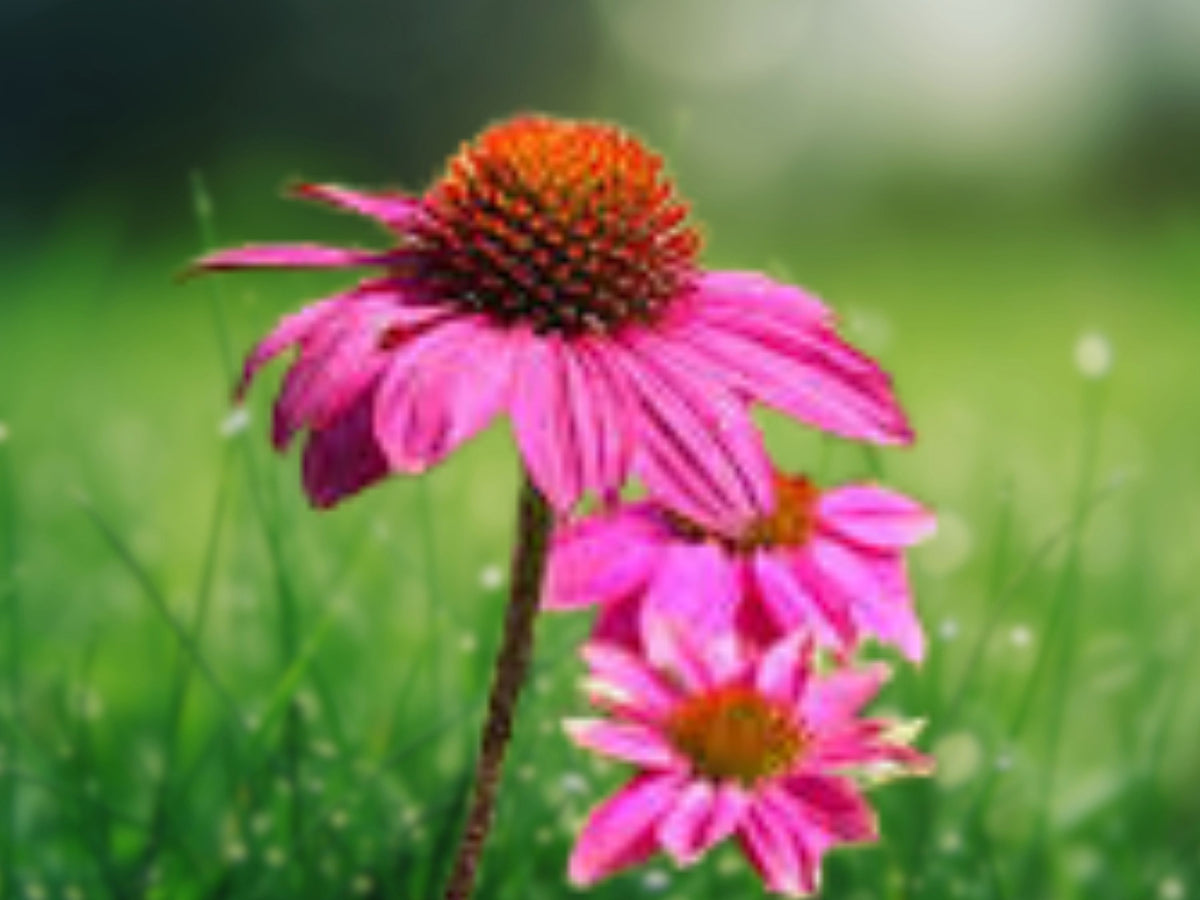 50 Delicious Candy Coneflower Seeds - Echinacea Perennial Flower