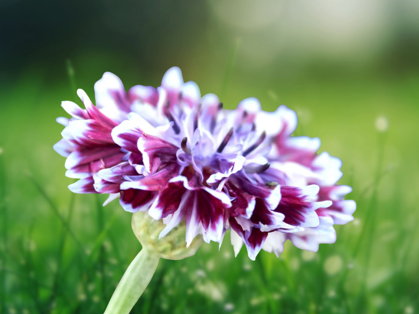 50 Purple White Bachelor's Button Seeds Annual Flower Garden
