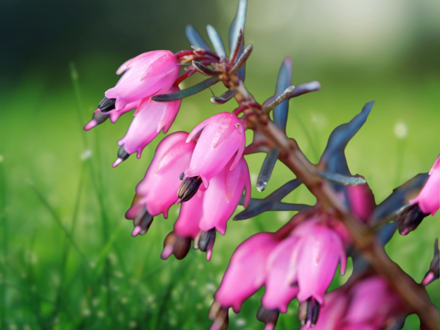 25 Seeds Bleeding Heart Dicentra Spectabilis Bright Pink Shade Perennial Flower
