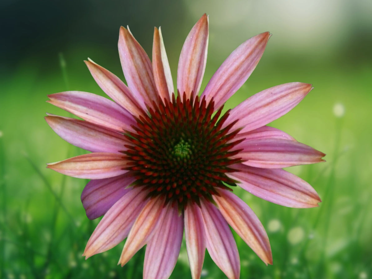 50 Pink Sherbert Coneflower Seeds - Echinacea Perennial Flower