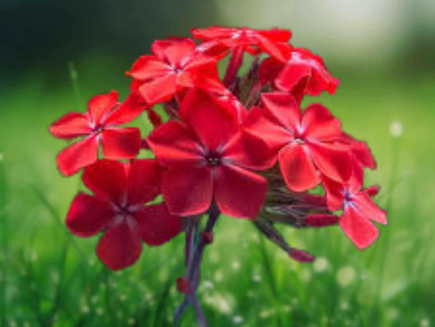 50 Red Hot Phlox Seeds Perennial Flower Garden Bee Butterfly Attractor