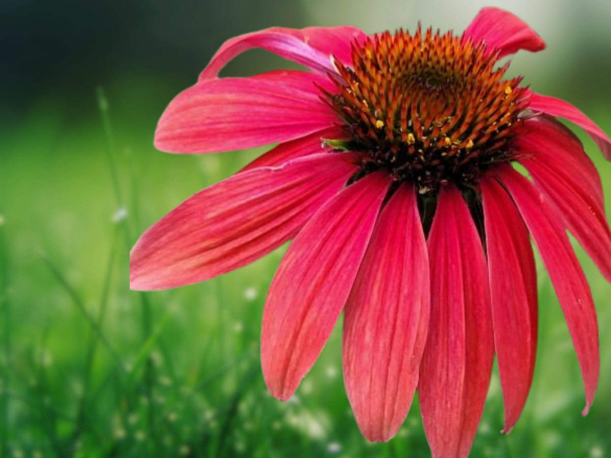 50 Sangita Coneflower Seeds - Echinacea Perennial Flower Seeds