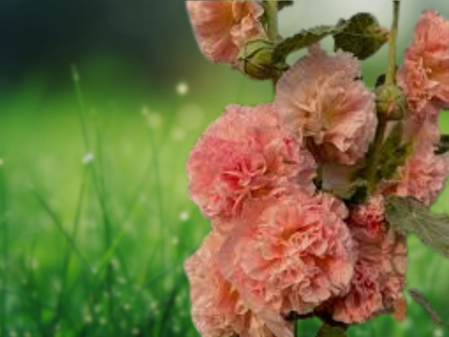 25 Seeds Double Orange Hollyhock Perennial Giant Flowers Garden Seed