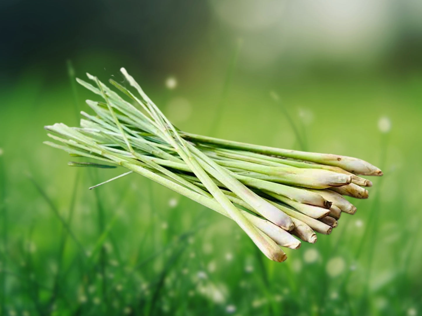 400 Lemongrass Seeds - Cymbopogon Culinary Herb for Tea, Asian Cooking, Fresh Flavor