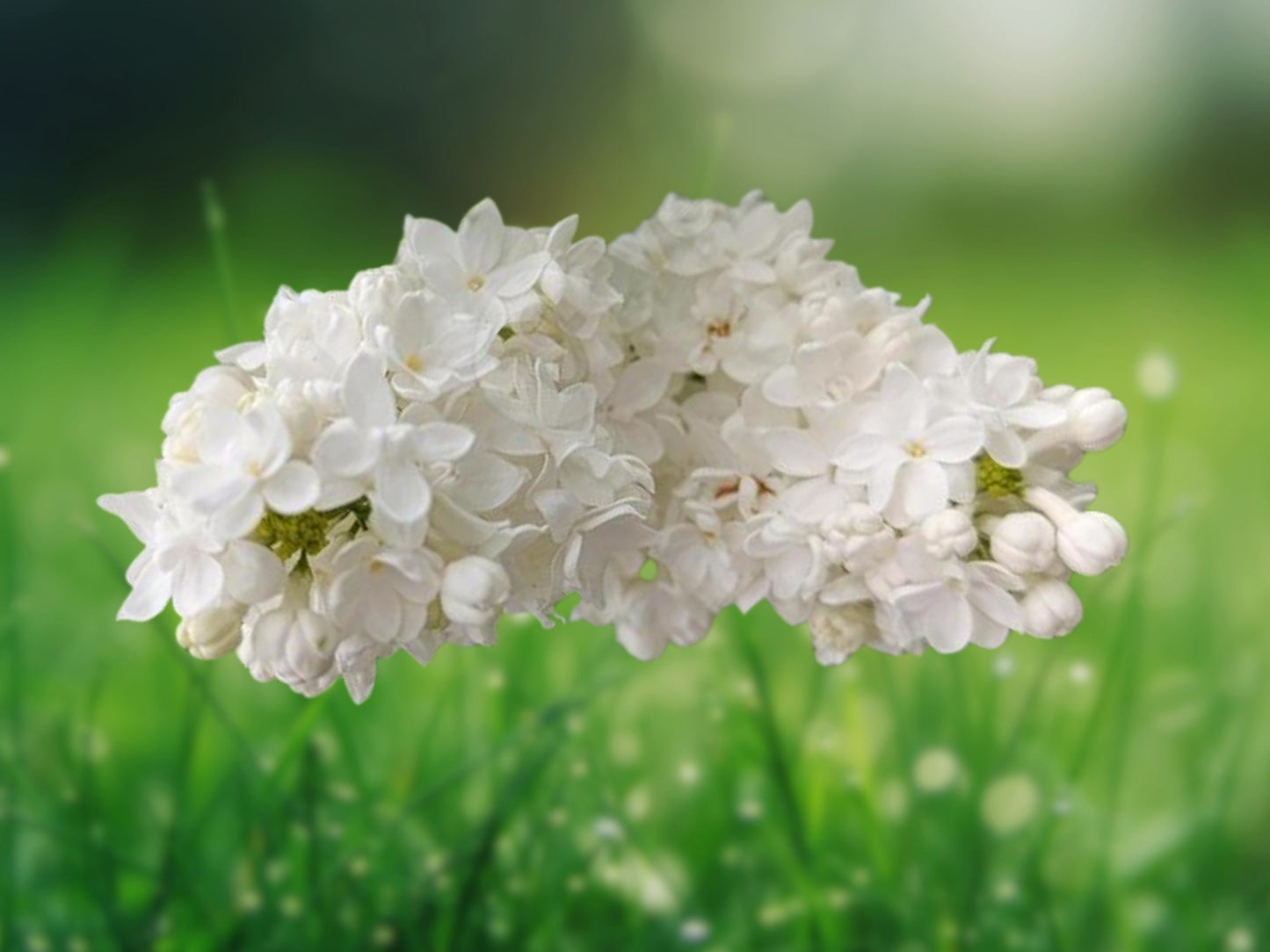 25 Seeds White Lilac Fragrant Perennial Flower Tree