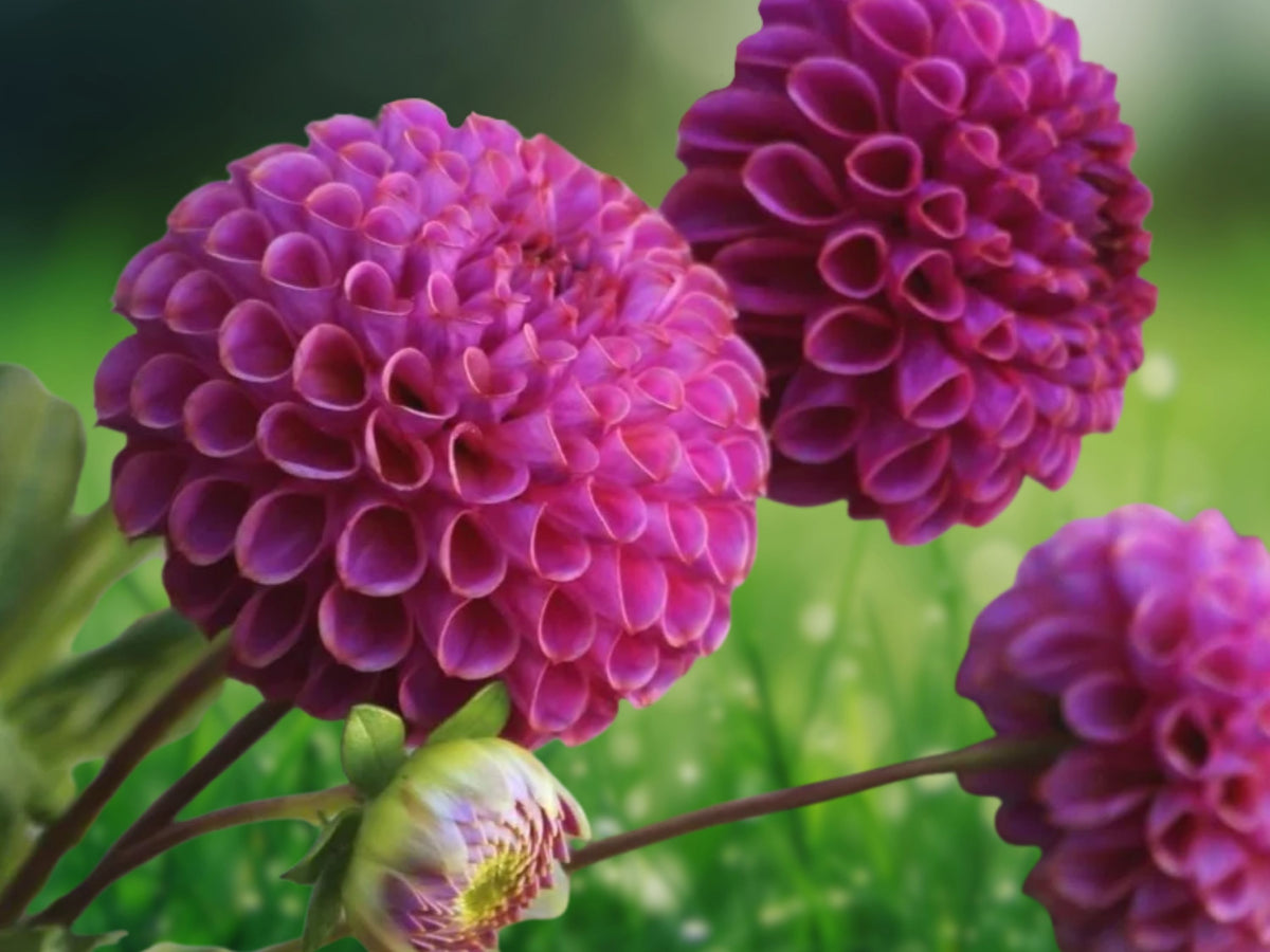 25 Nina Dahlia Seeds Flower Perennial Flower Seeds Dahlia Pinnata Bloom