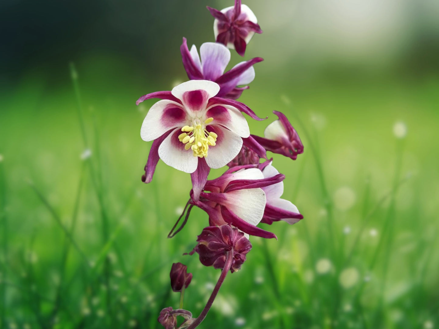 50 Double Maroon White Columbine Seeds Flower Perennial Flowers Seed Bloom