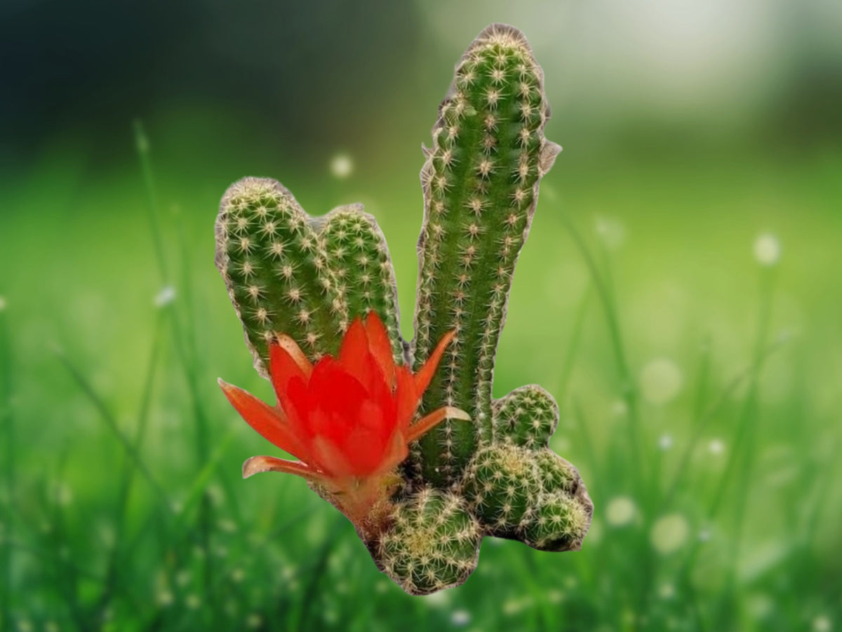 Peanut Cactus Echinopsis chamaecereus 2 Inch Pot Live Plant