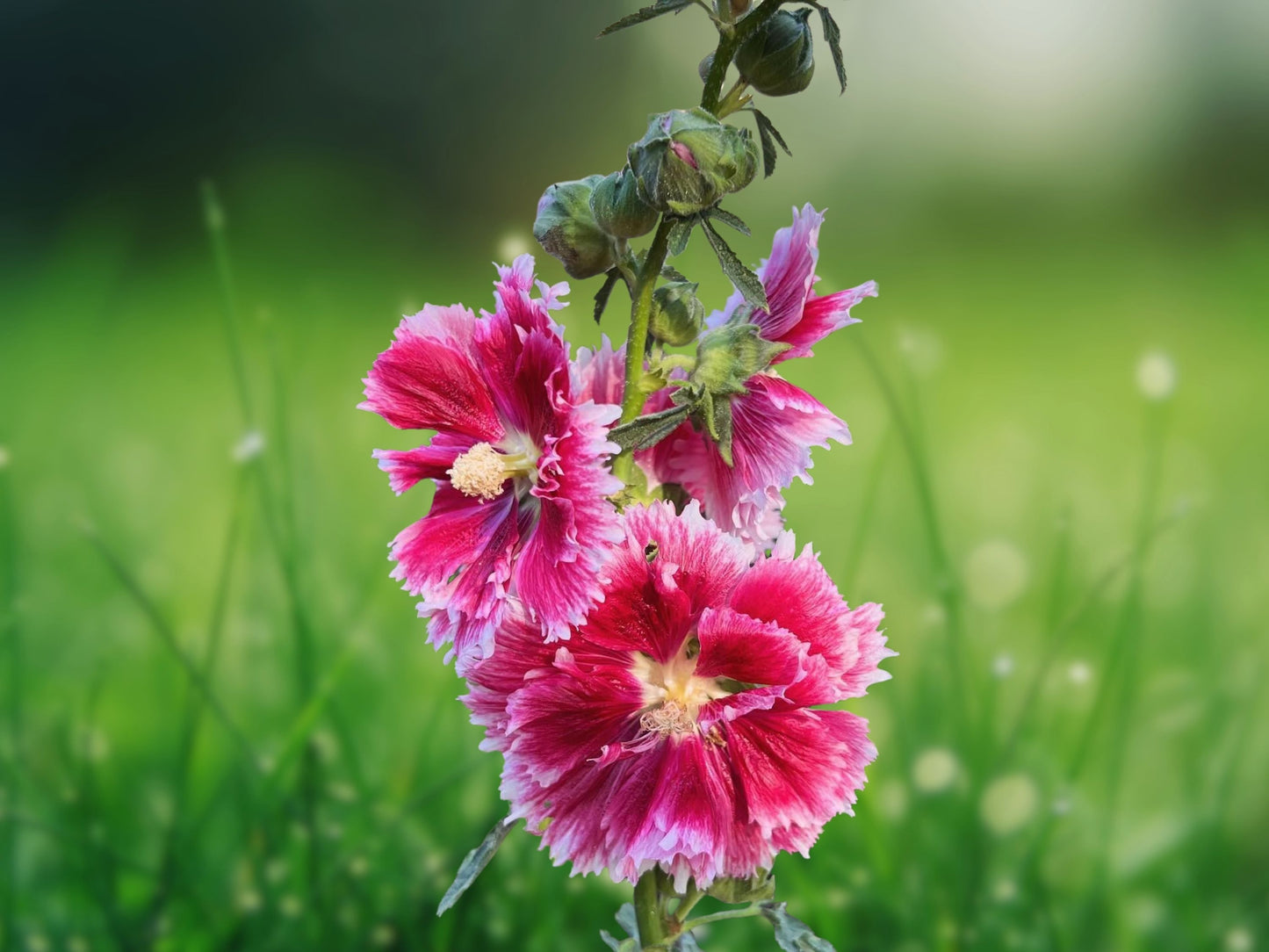 25 Seeds Double Red Pink Hollyhock Perennial Giant Flower Seeds