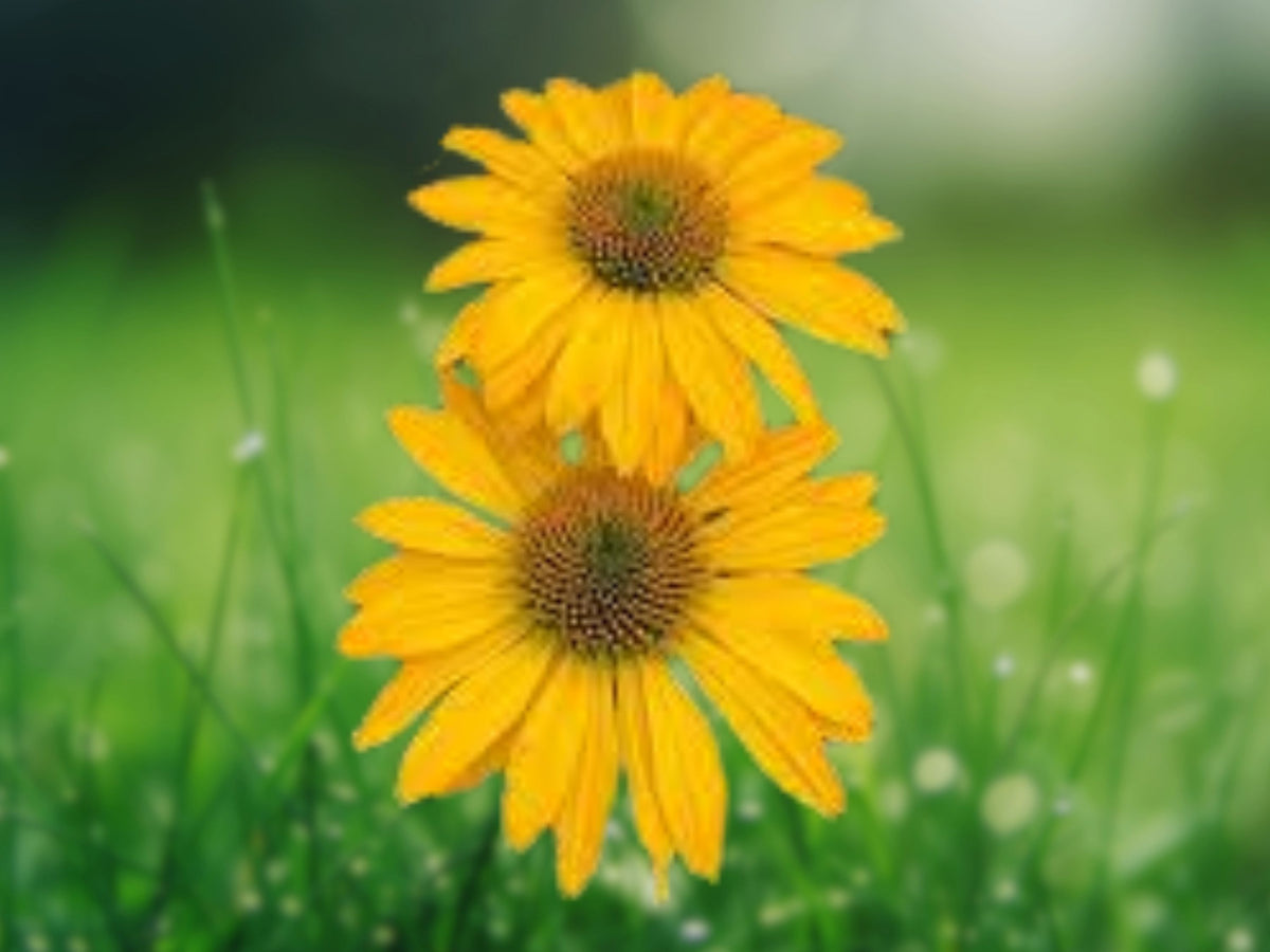 50 Summer Solstice Coneflower Seeds - Echinacea Perennial Flower Seeds