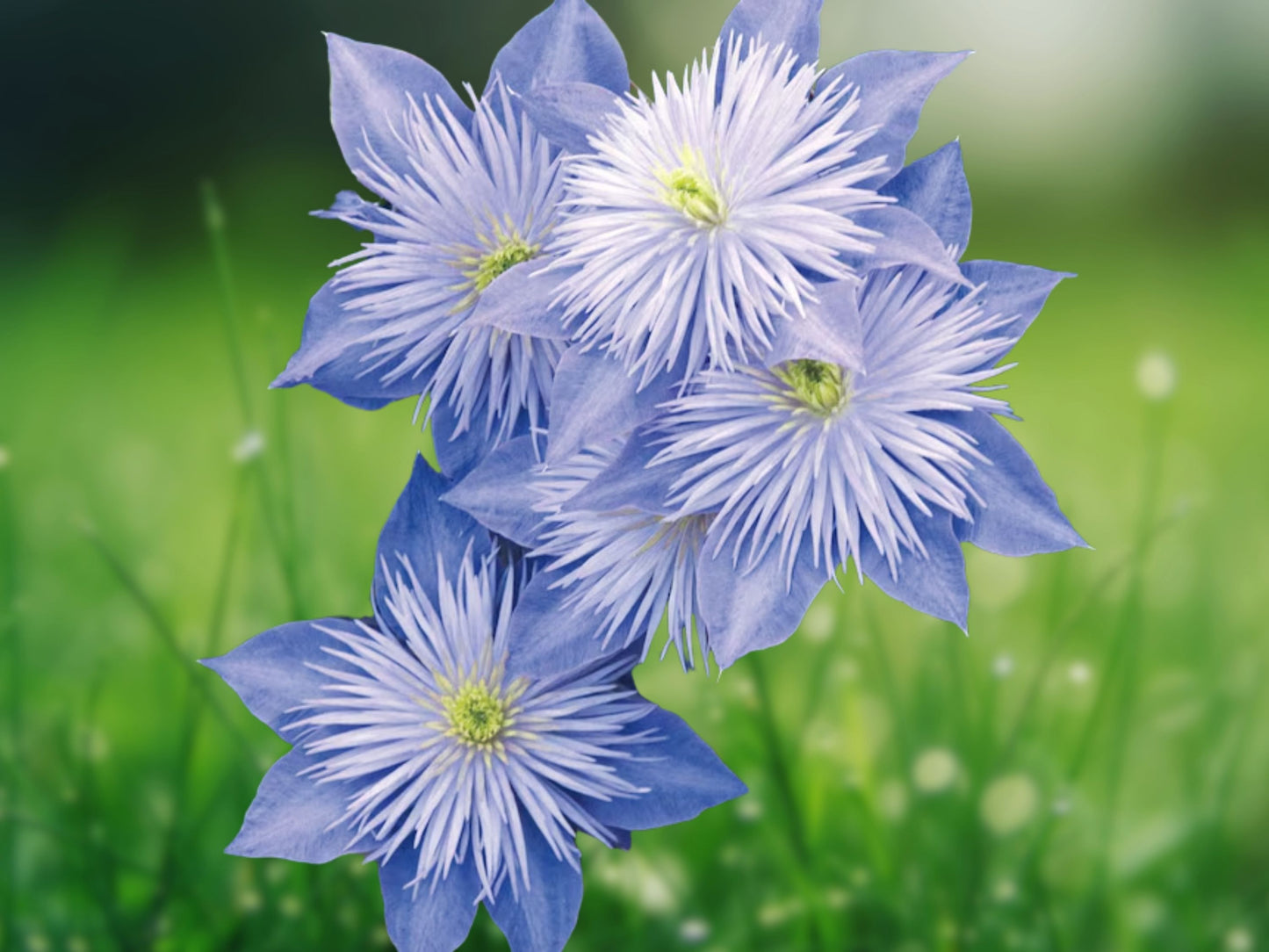 25 Light Blue Clematis Seeds | Perennial Climbing Vine | Showy Blue Blooms | Easy Garden Plant