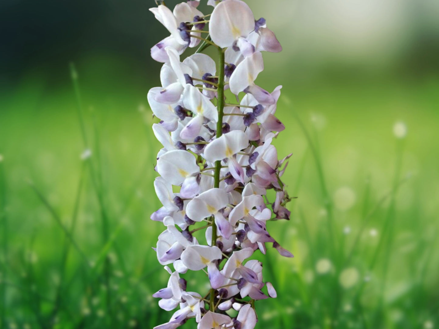 5 Seeds Kimono Wisteria Vine Climbing Flower Perennial