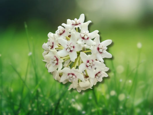 Hoya Australis Rooted Vine Live Plant 7" Tall in 2.5" Pot Fragrant Wax Flower Fast Shipping