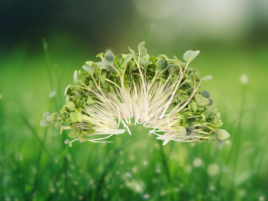 250+ Organic Broccoli Microgreen Seeds Heirloom Non-GMO Fast Shipping