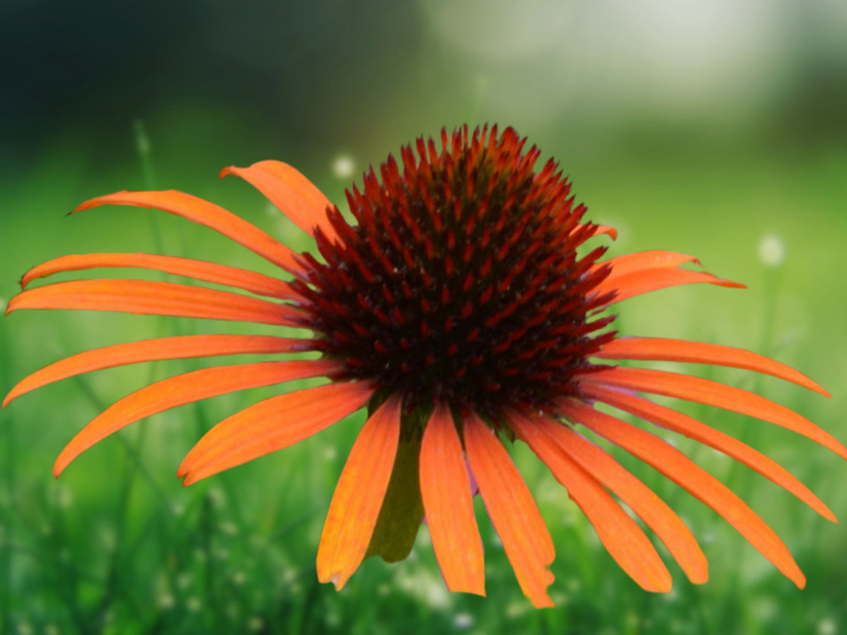 50 Orange Meadow Bright Coneflower Seeds - Echinacea Perennial Flower