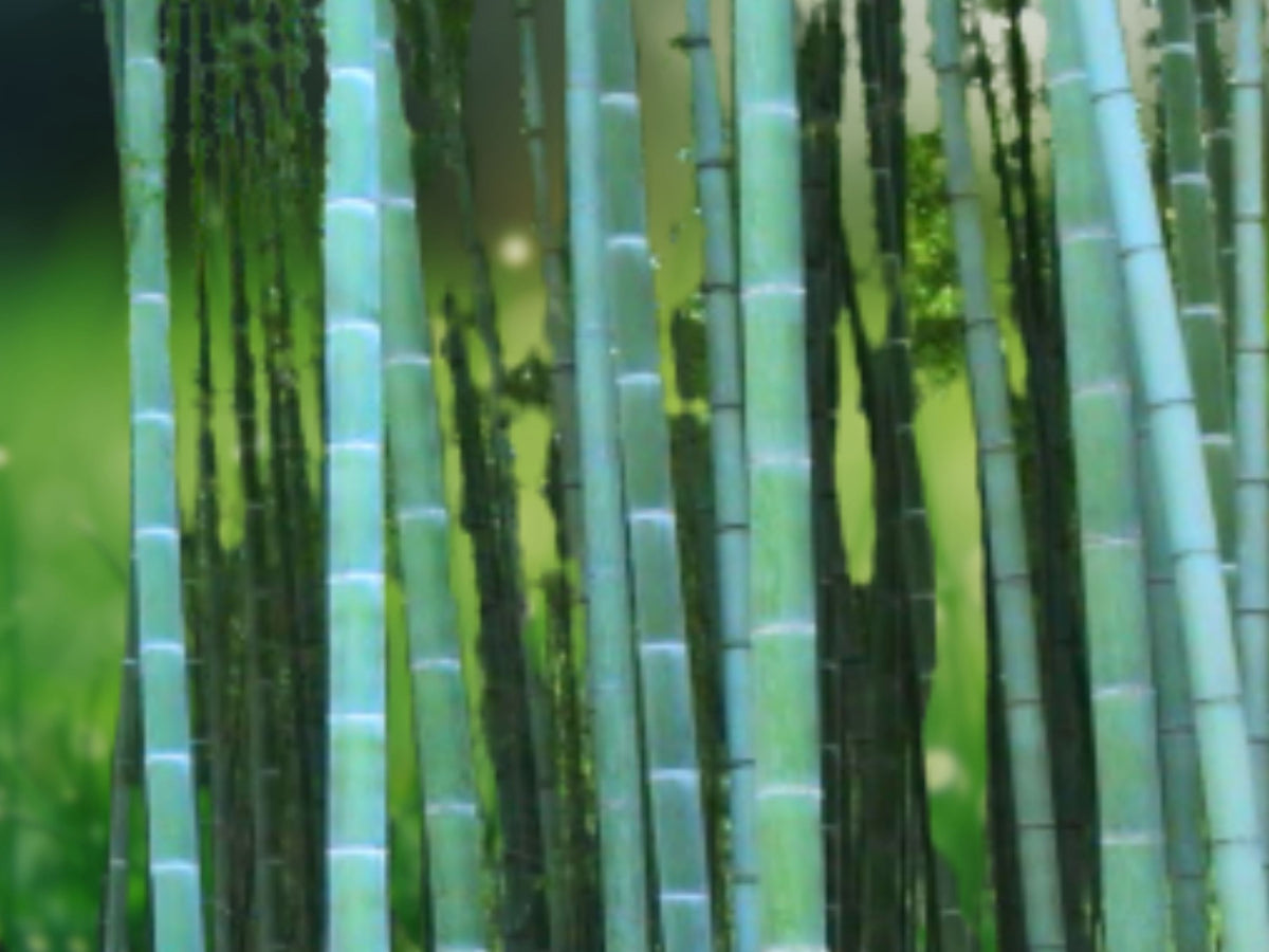 50 Moso Bamboo Seeds for Planting | Privacy Screen, Clumping Bamboo