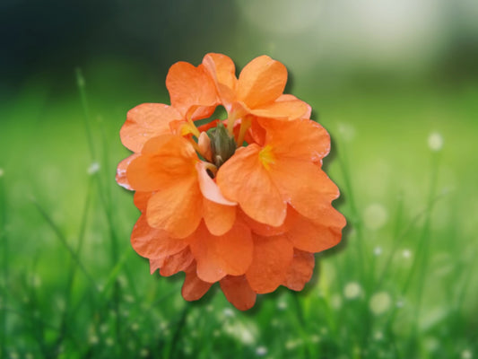 2 Orange Crossandra Live Plants, Firecracker Flower, Crossandra Infundibuliformis 5-7" Tall Plugs Fast Shipping
