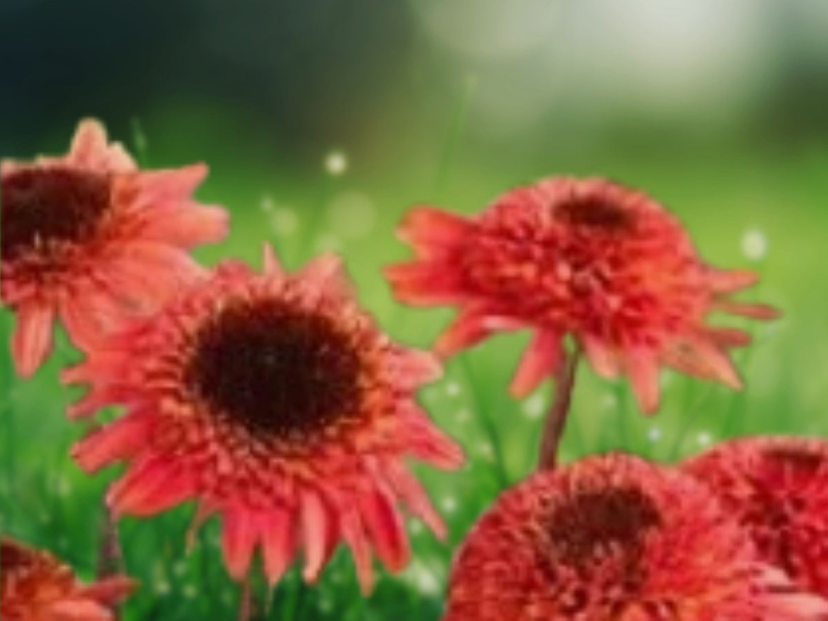 50 Raspberry Delight Coneflower Seeds - Echinacea Perennial Flower Seeds