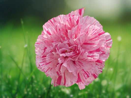 100 Seeds Carnation Dianthus Highlight Perennial Flower