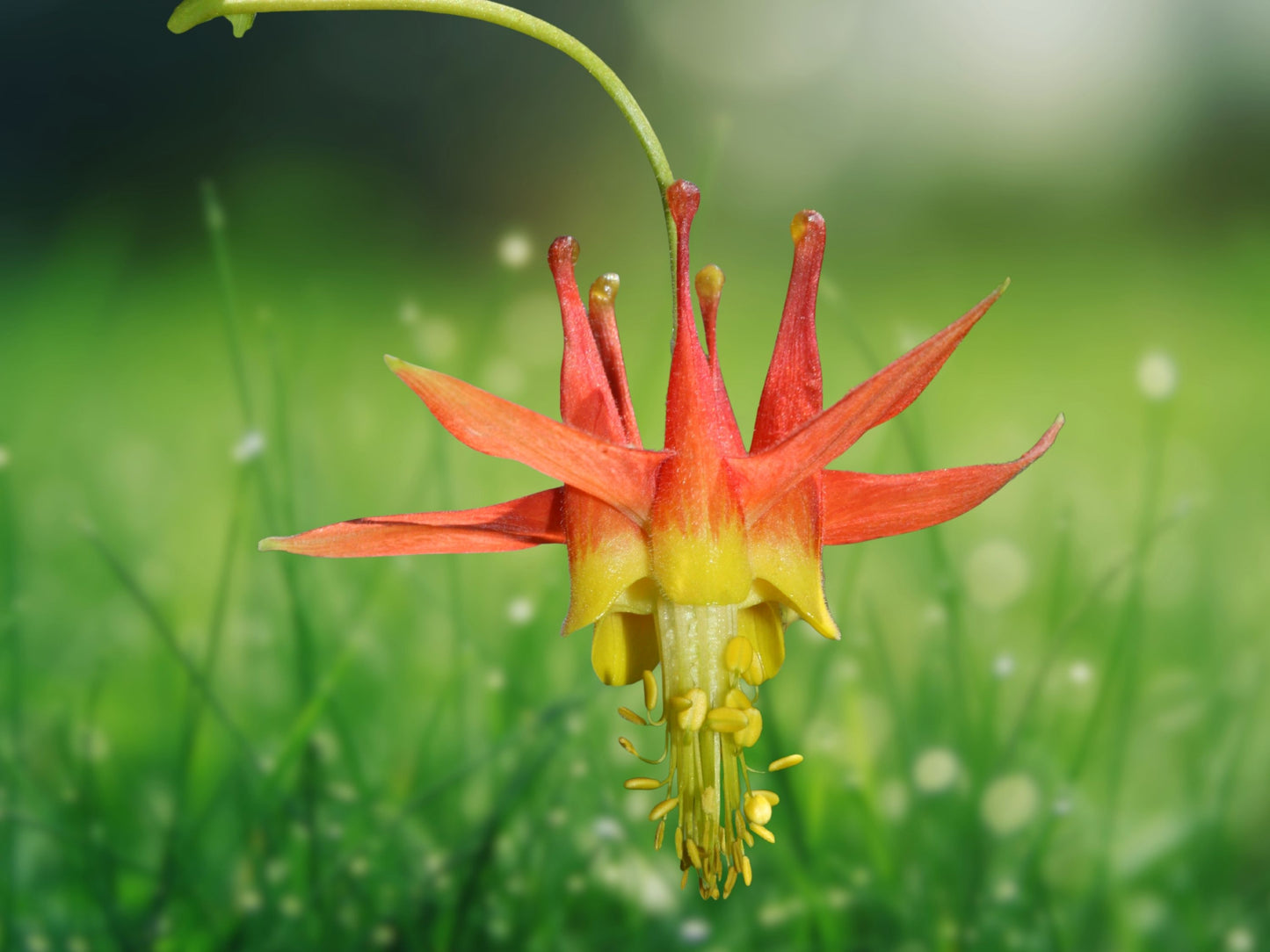 50 Double Orange Yellow Columbine Seeds Perennial Flowers Bloom