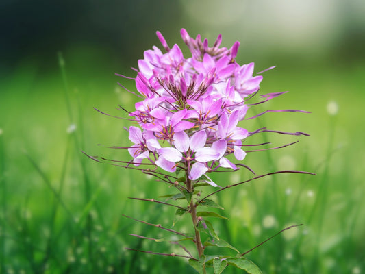 100 Rouge Spider Seeds - Cleome Spinosa Perennial Flower