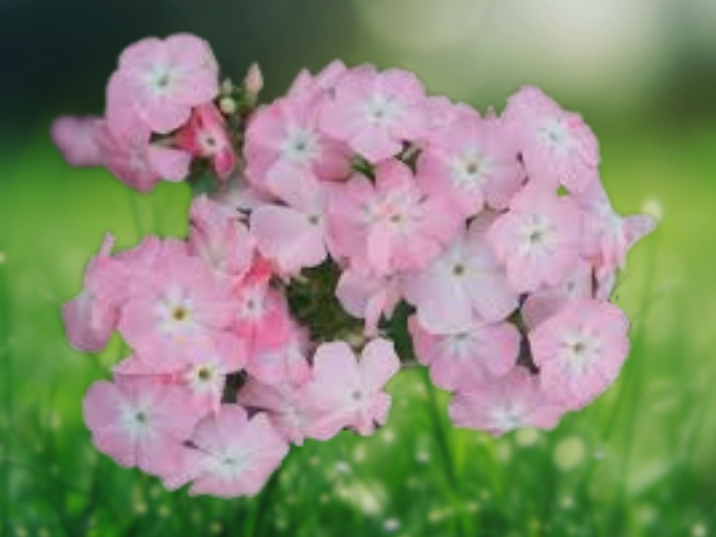 50 Beauty Phlox Seeds Flower Perennial Seed Flowers Butterfly