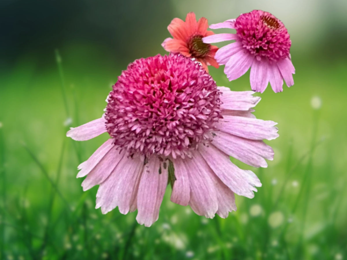 Rainbow Sherbert Coneflower Seeds – 50 Echinacea Perennial Flower Seeds