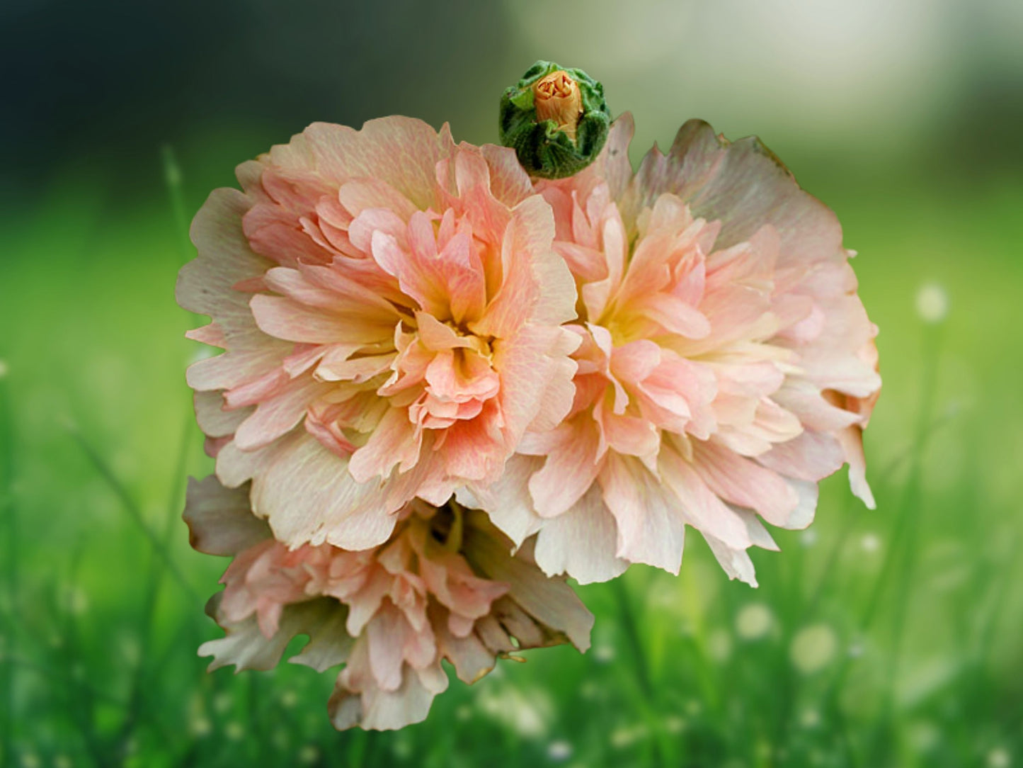 25 Seeds Spring Apricot Hollyhock Perennial Flower, Alcea rosea