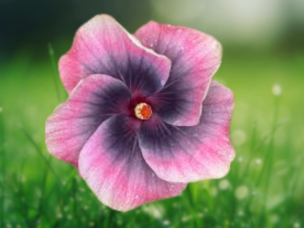 20 Pink Black Hibiscus Seeds – Perennial Flower Seeds for Planting