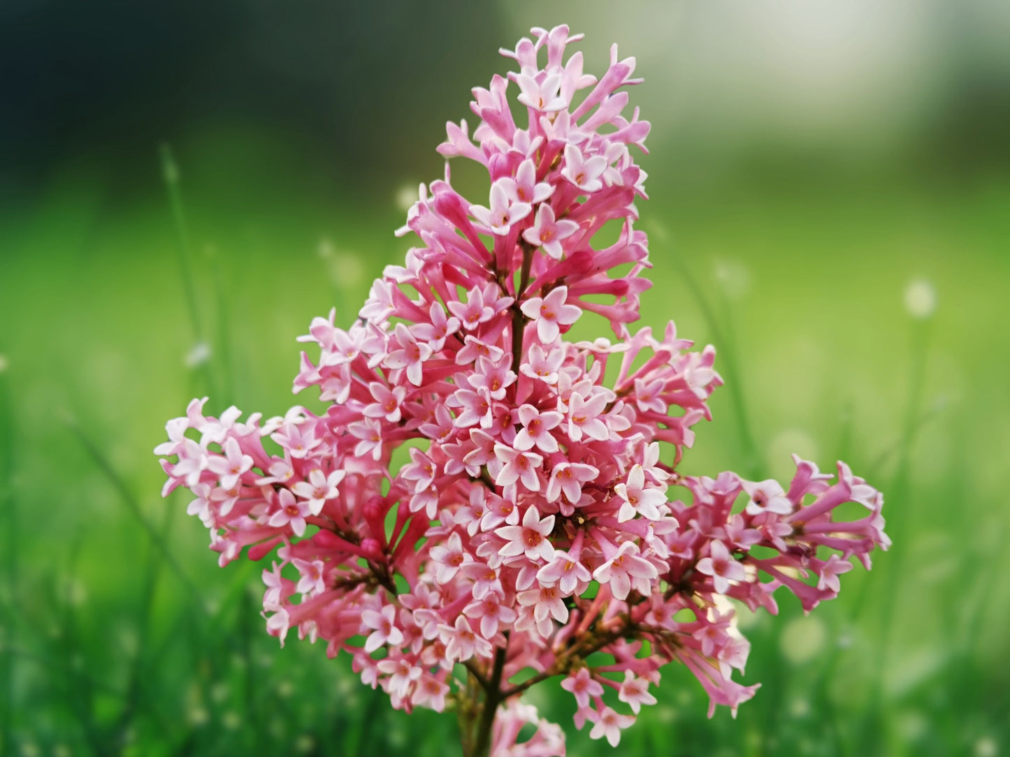 25 Seeds Coral Lilac Syringa vulgaris Fragrant Perennial Flowering Shrub
