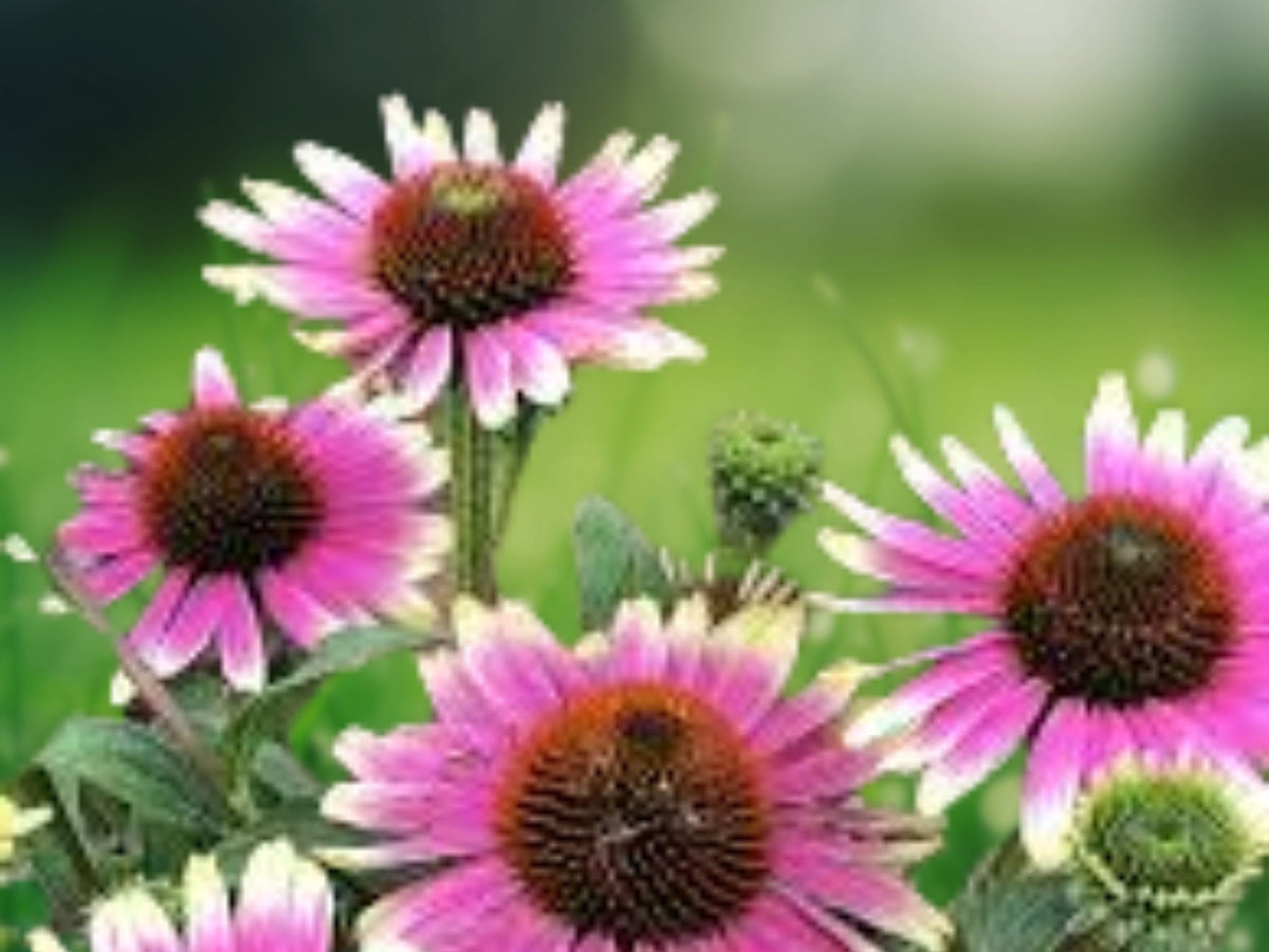 50 Sweet Sandia Coneflower Seeds - Echinacea Perennial Flower Seeds