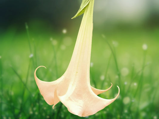 10 Seeds Olympic Flame Angel Trumpet Brugmansia Fragrant Flowering Plant
