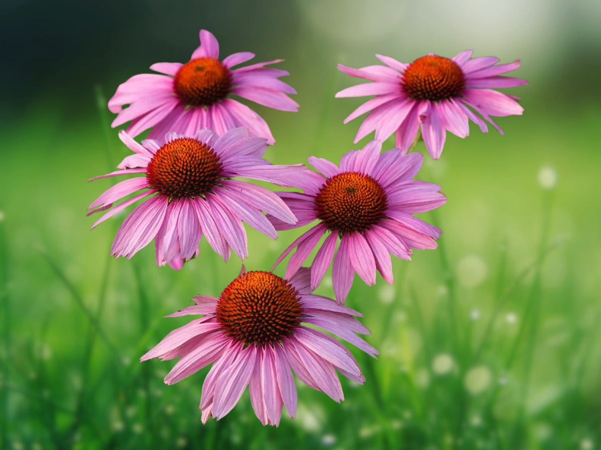 50 Kissmet Raspberry Coneflower Seeds - Echinacea Perennial Flower