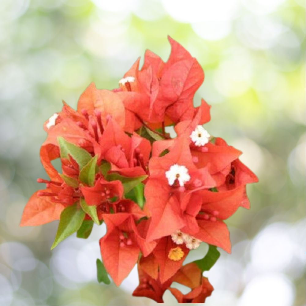 Bougainvillea 'Flame' Live Plant - 1 Starter Plant - Vibrant Orange Bracts