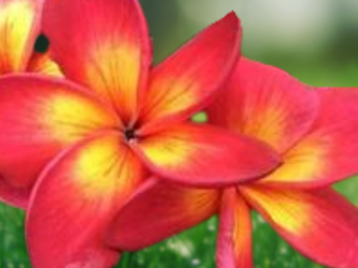 5 Pink Yellow Plumeria Seeds - Fragrant Perennial Flower Seeds for Planting