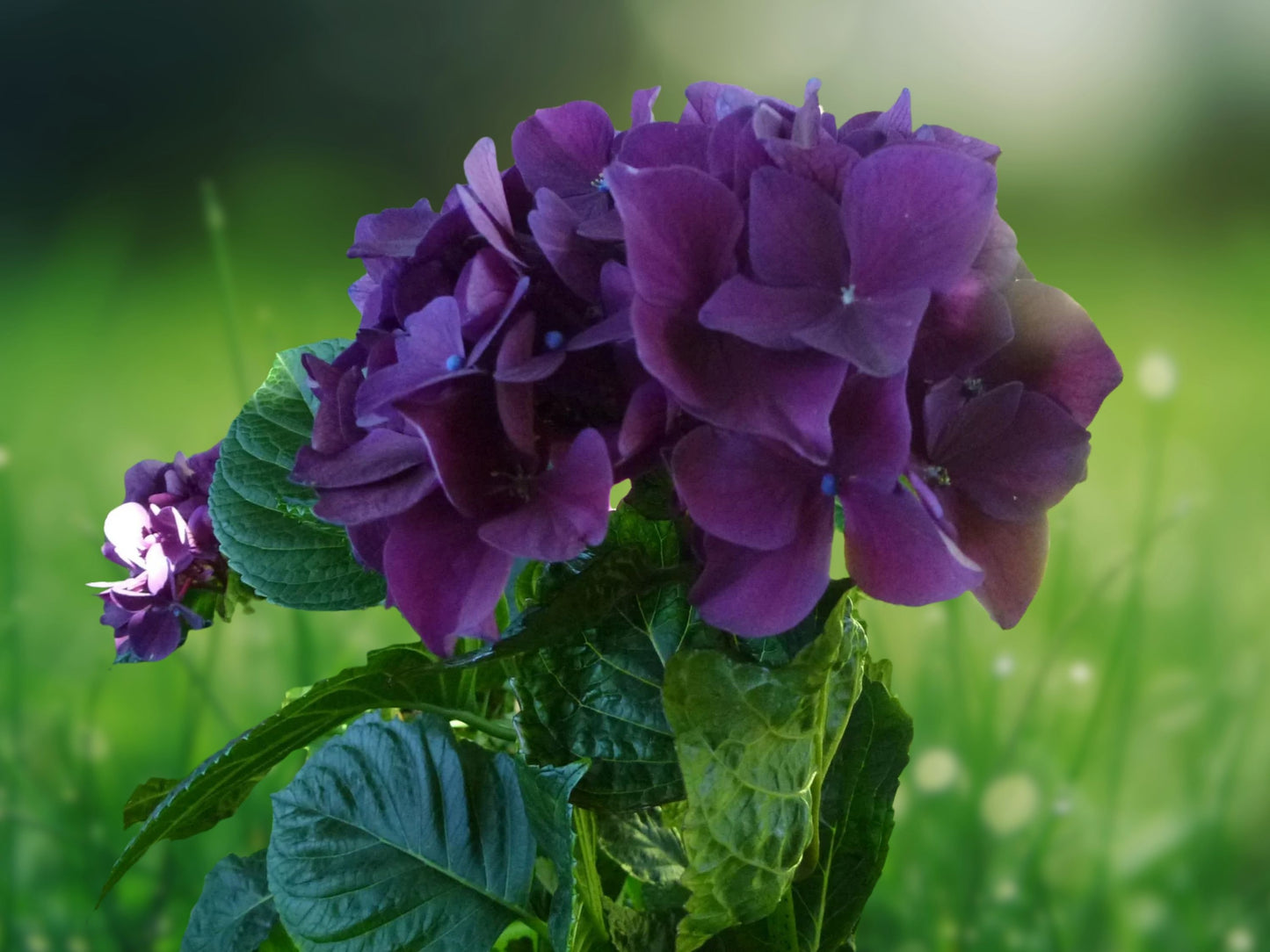 5 Seeds Hydrangea Deep Purple Perennial Flower Garden Seed