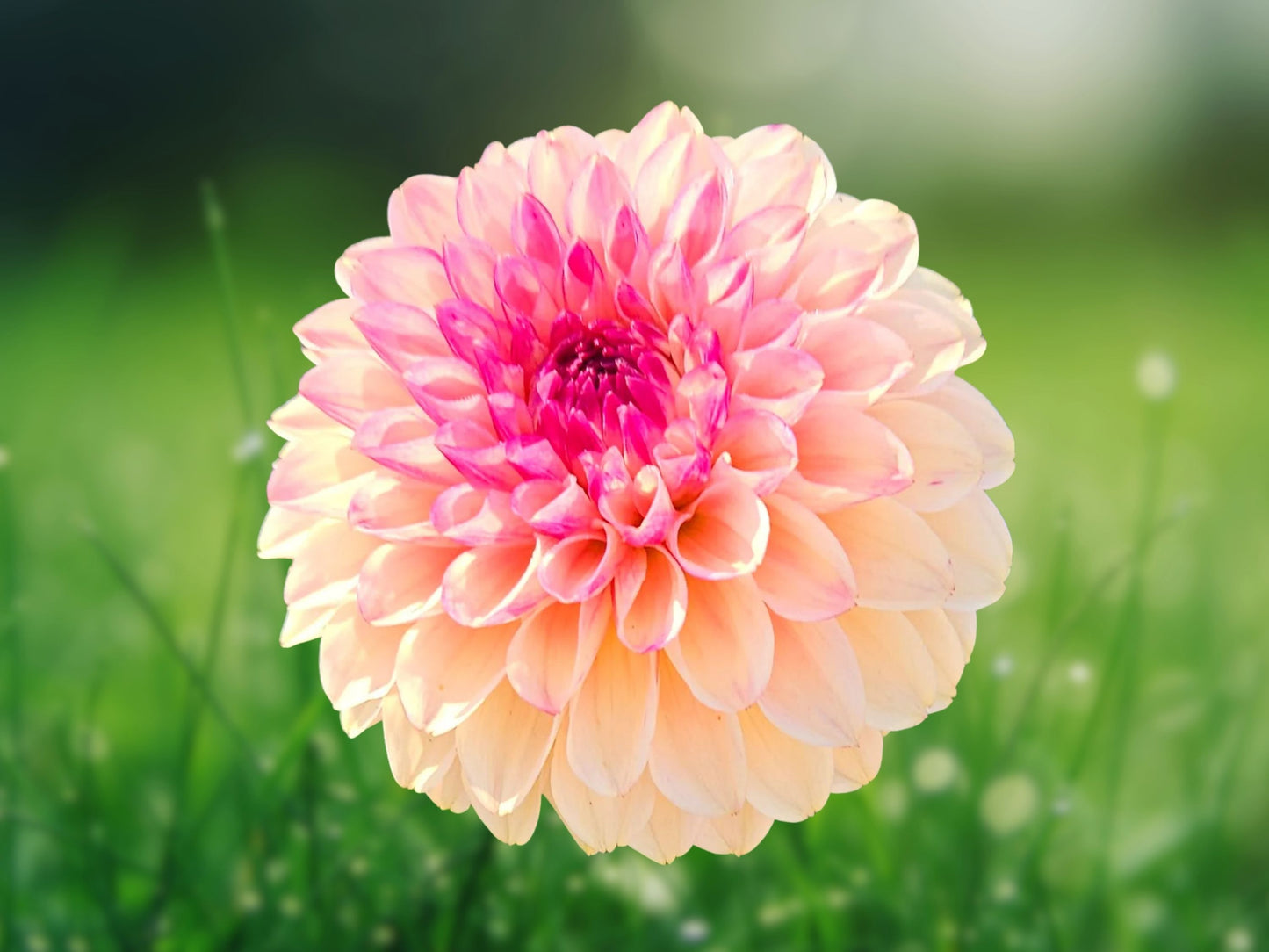 25 Seeds Dahlia Palmares Perennial Flower Blooming