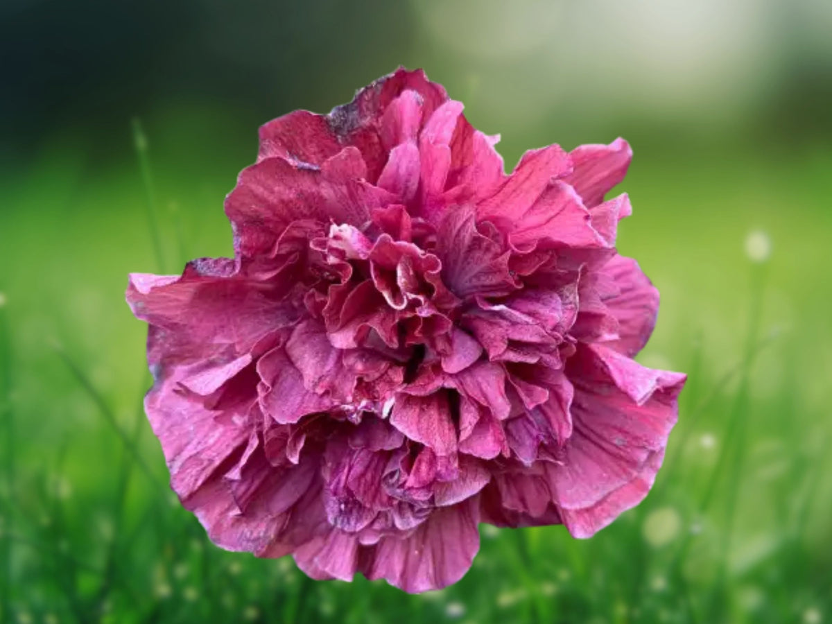 20 Double Pink Purple Hibiscus Seeds – Perennial Flower Seeds for Planting