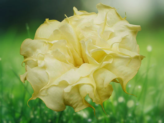 10 Seeds Double Golden Queen Angel Trumpet Brugmansia Flower Fragrant Ornamental Plant