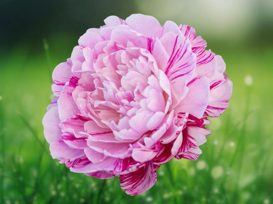 100 Double Light Pink White Moss Rose Seeds - Portulaca Grandiflora Perennial Ground Cover Flower